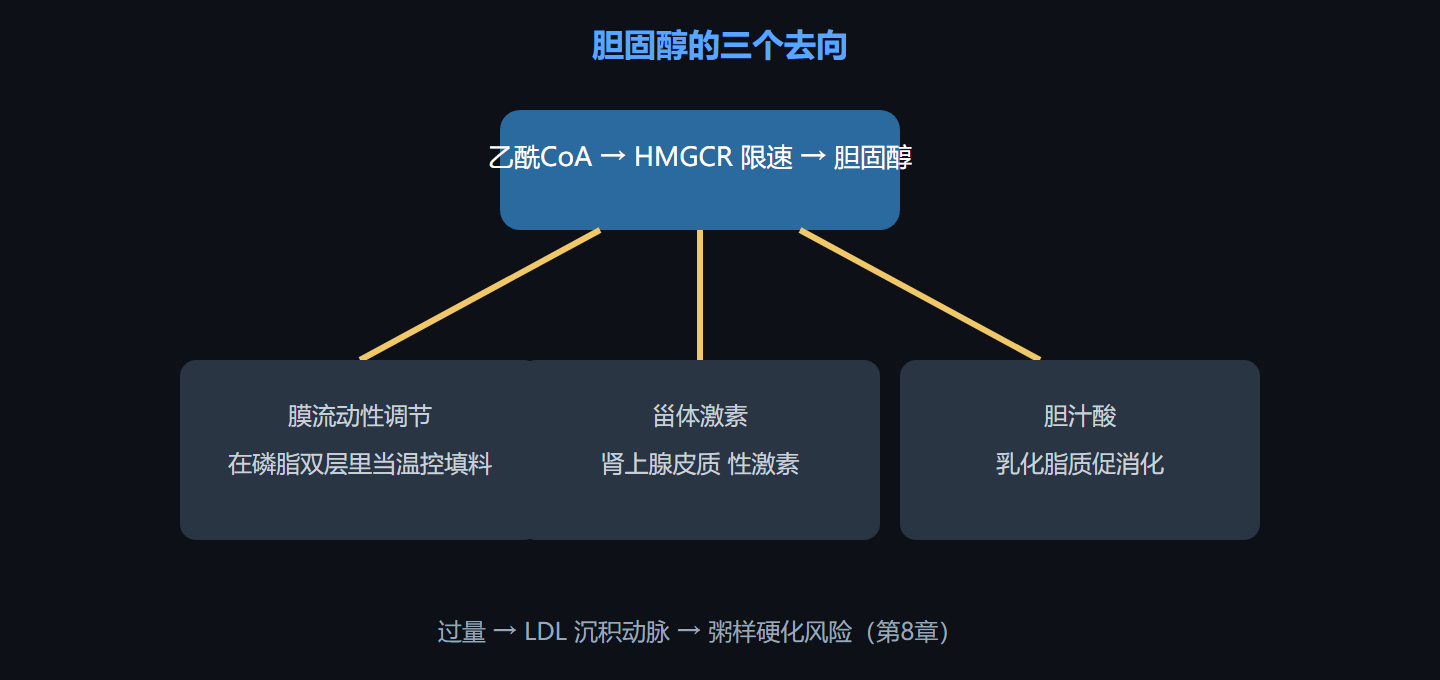 图 5-1 胆固醇合成的三个去向