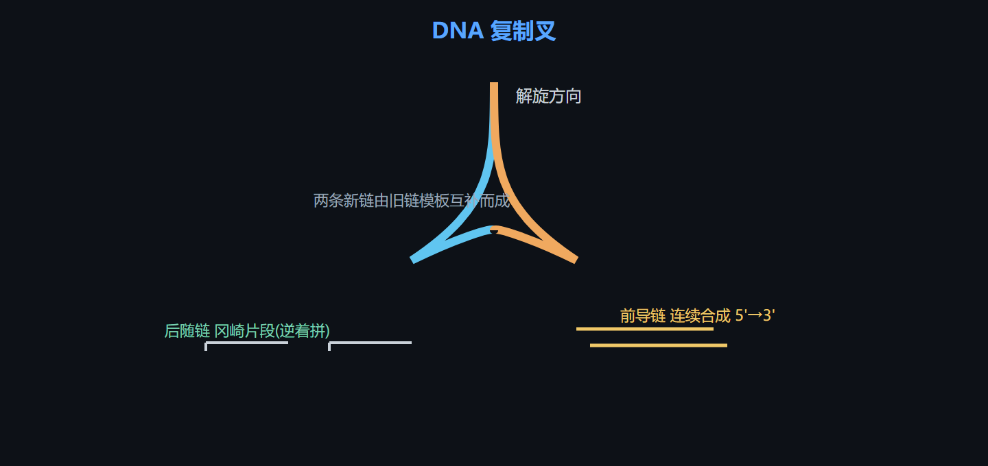图 6-1 DNA 复制叉