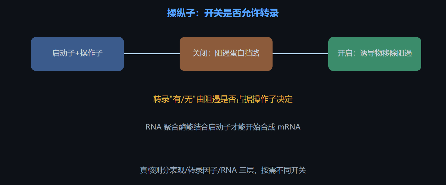 图 6-1 原核操纵子的开与关