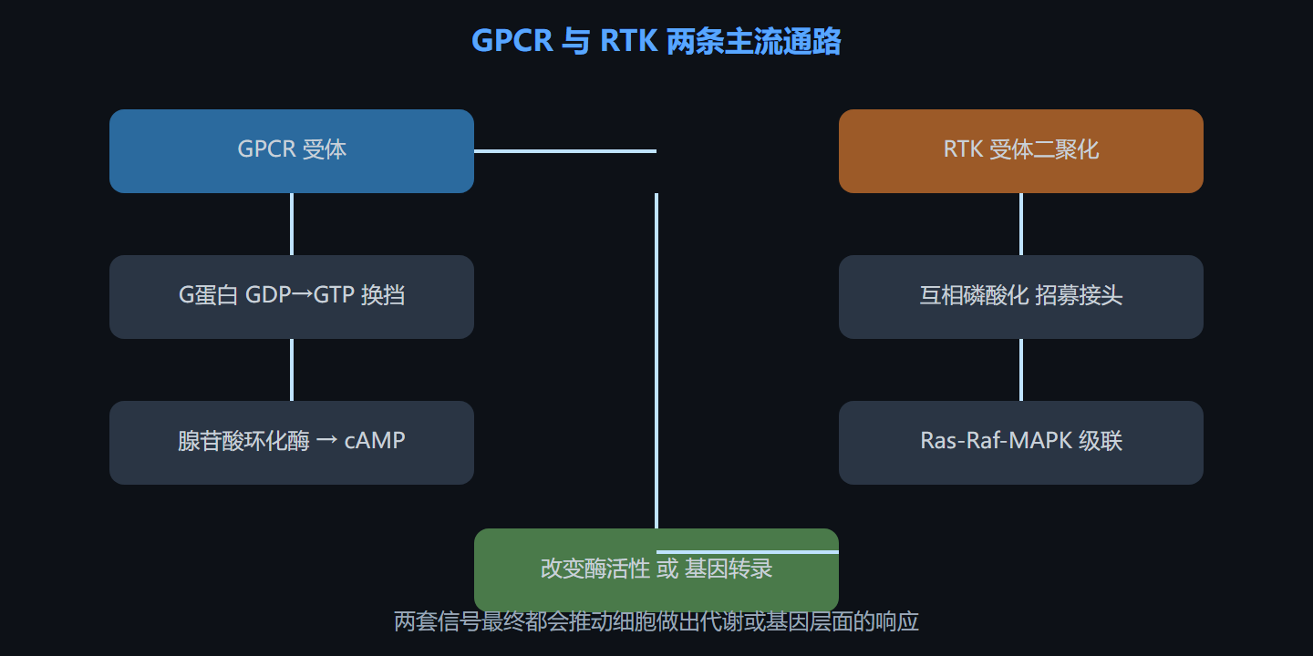 图 7-1 两条主通路示意