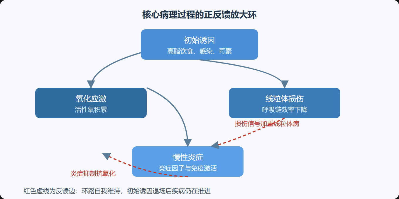 图:核心病理过程的正反馈放大环