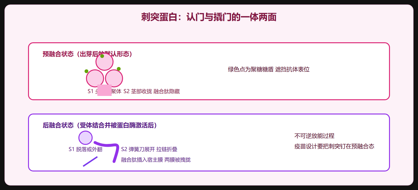 糖基化:给钥匙套上糖盾