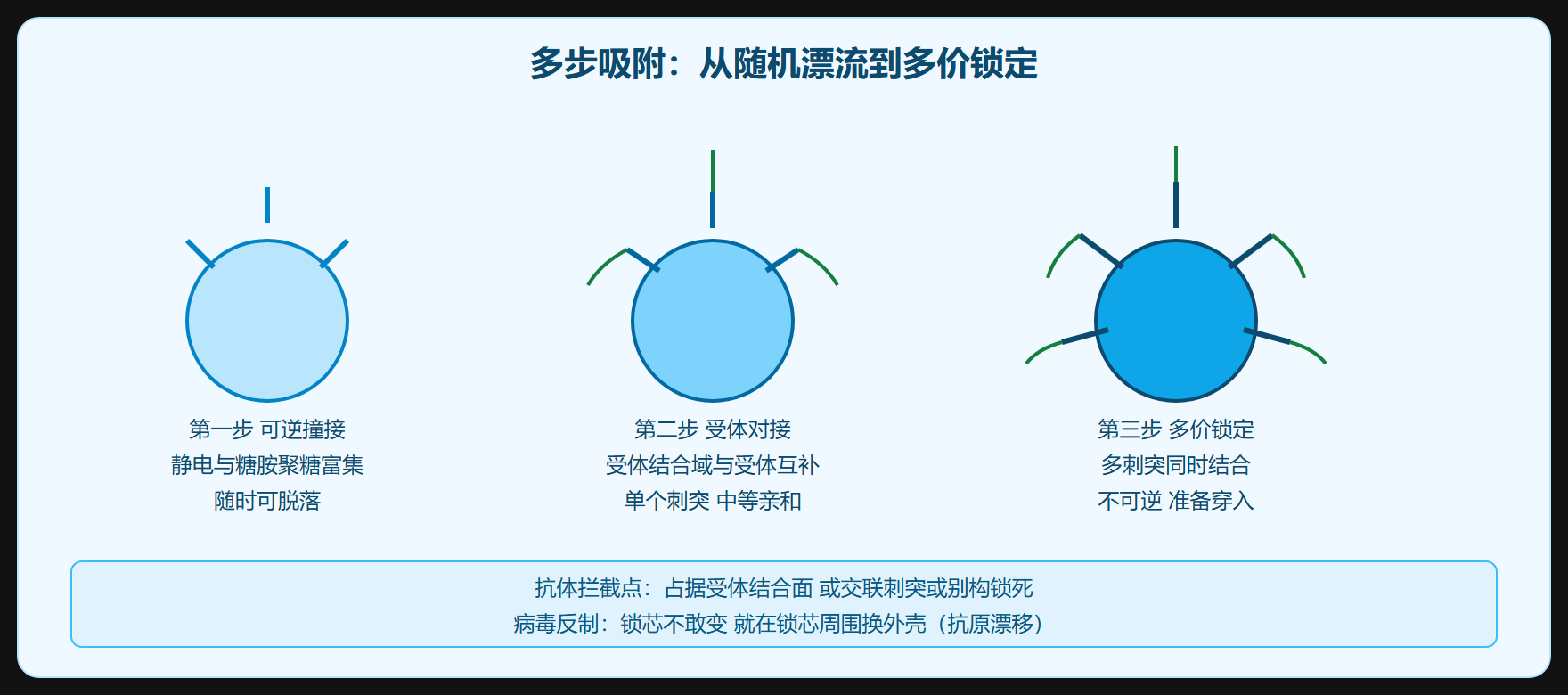 吸附作为战场：抗体为何在这里拦截