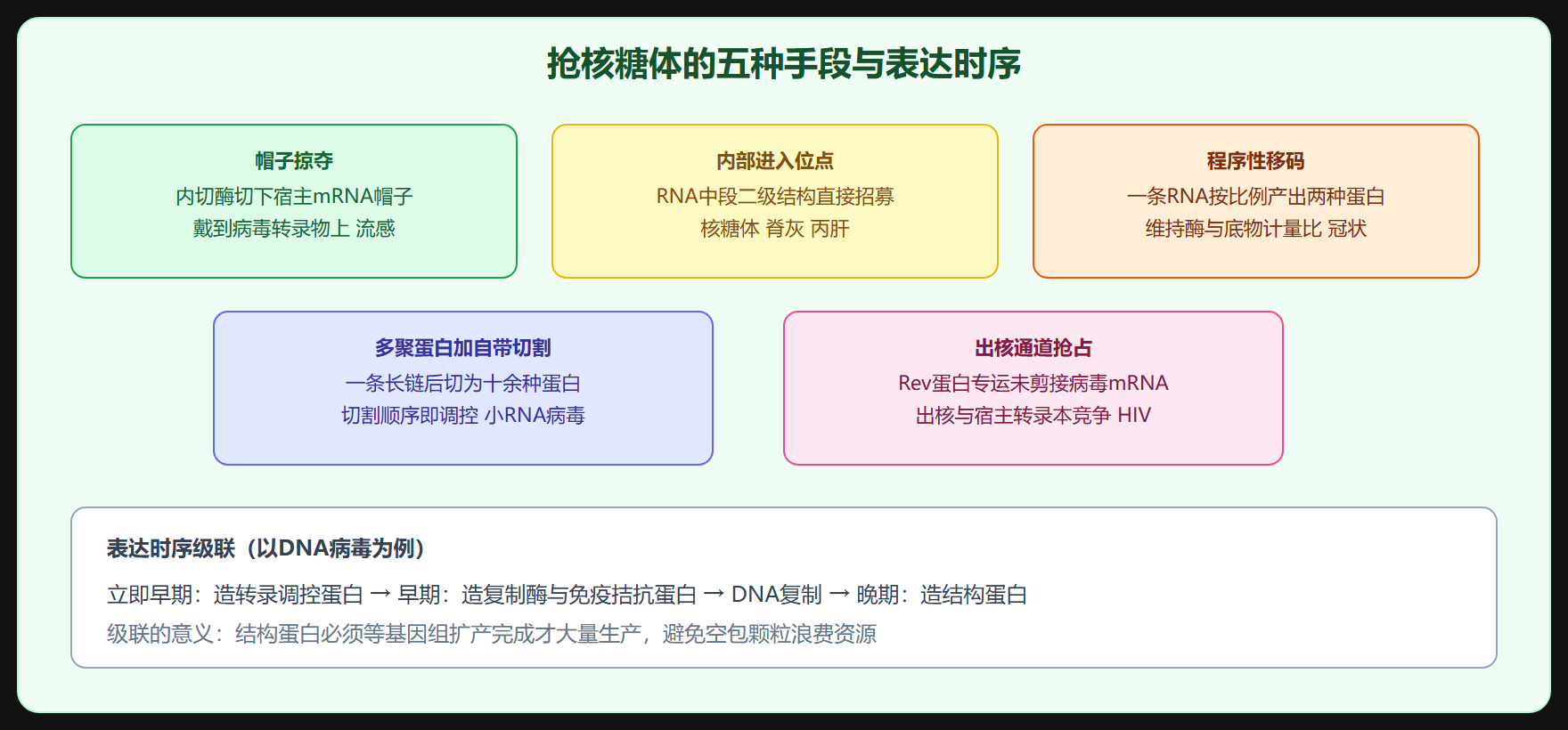 翻译:抢核糖体的五种手段