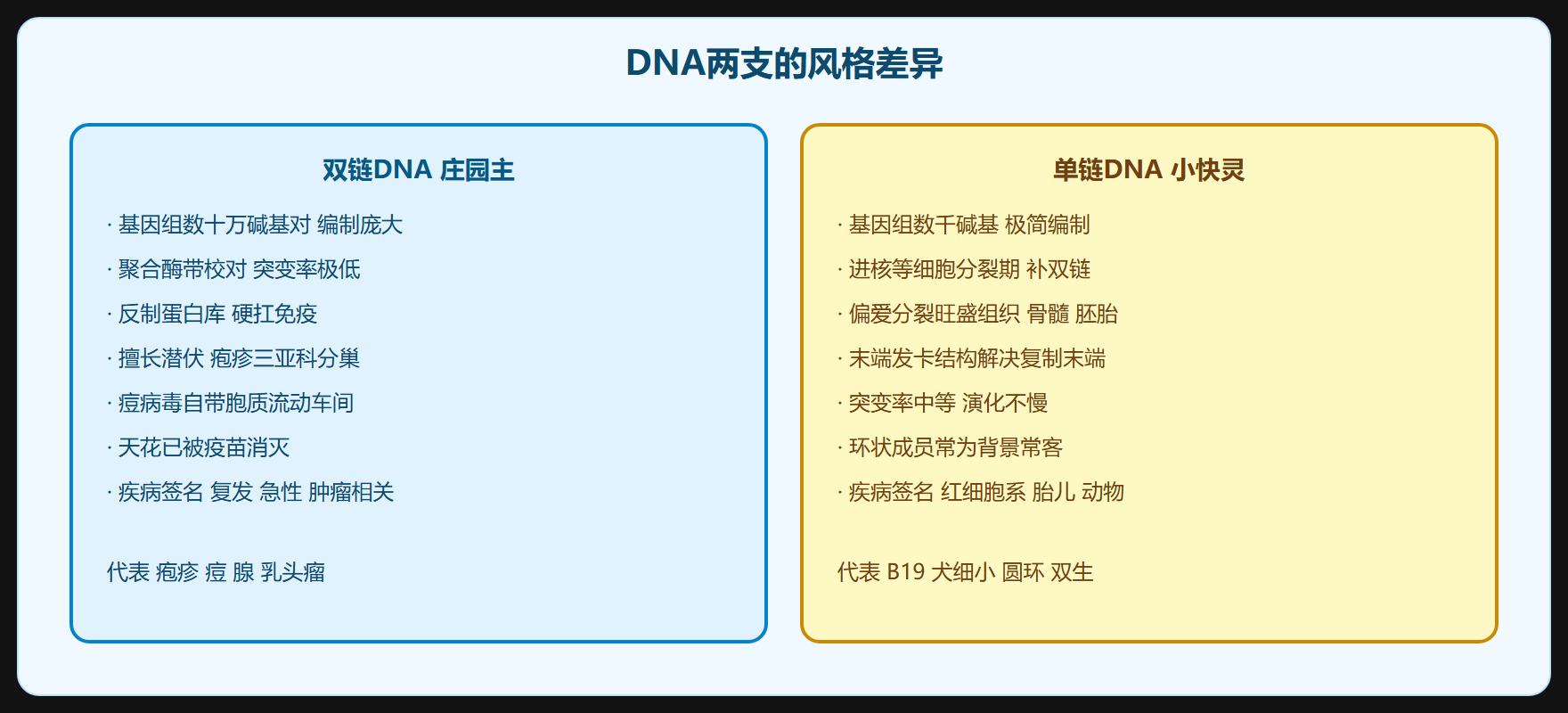 单链 DNA 的小快灵