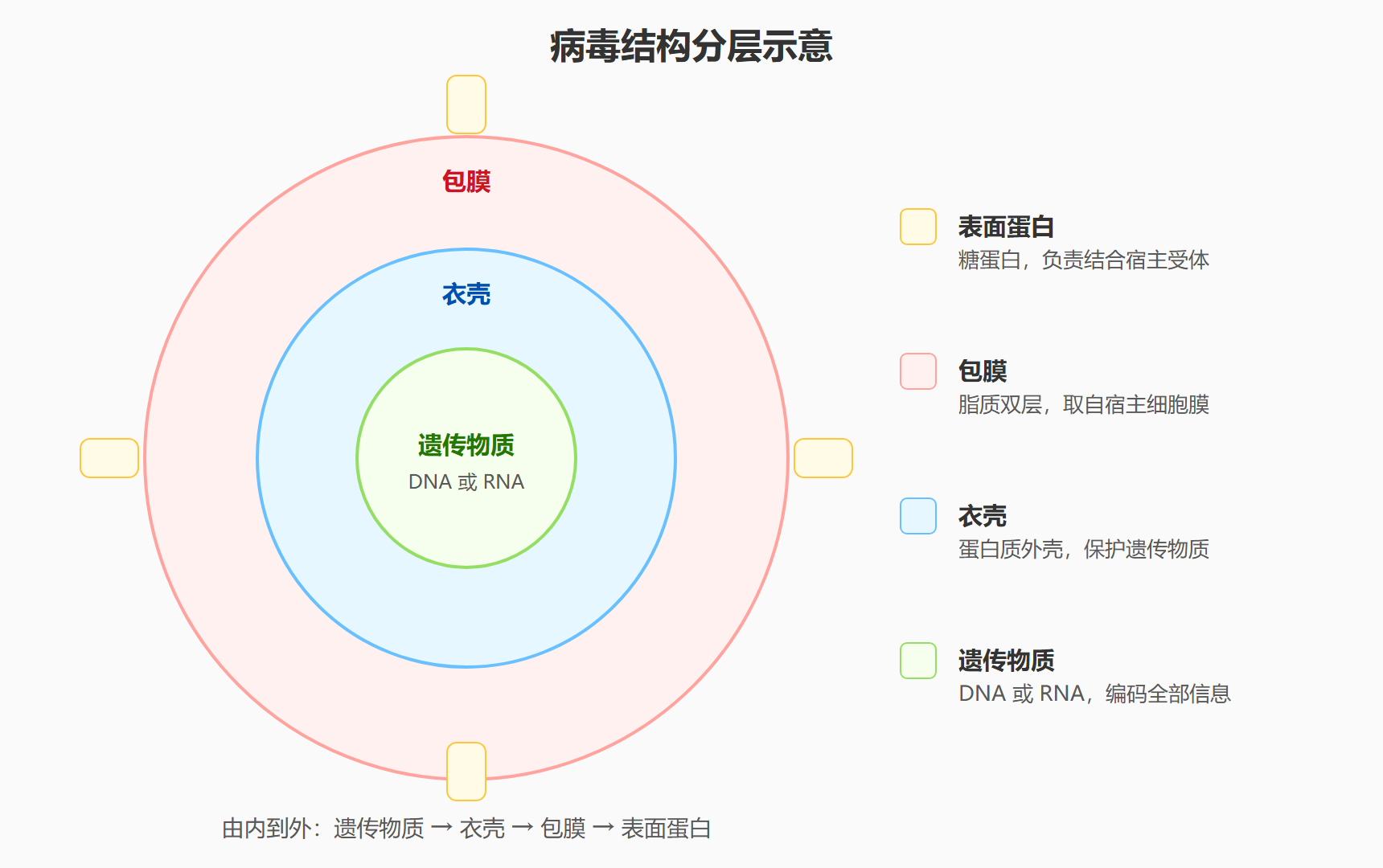 病毒结构分层示意
