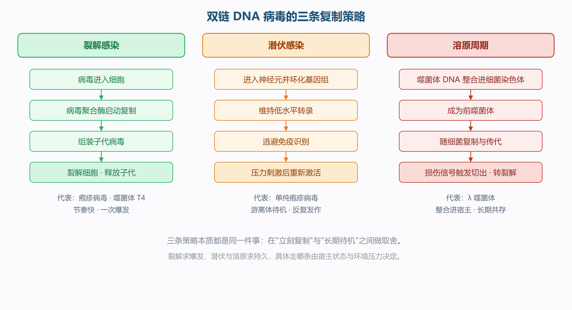 图：DNA 病毒复制策略对比