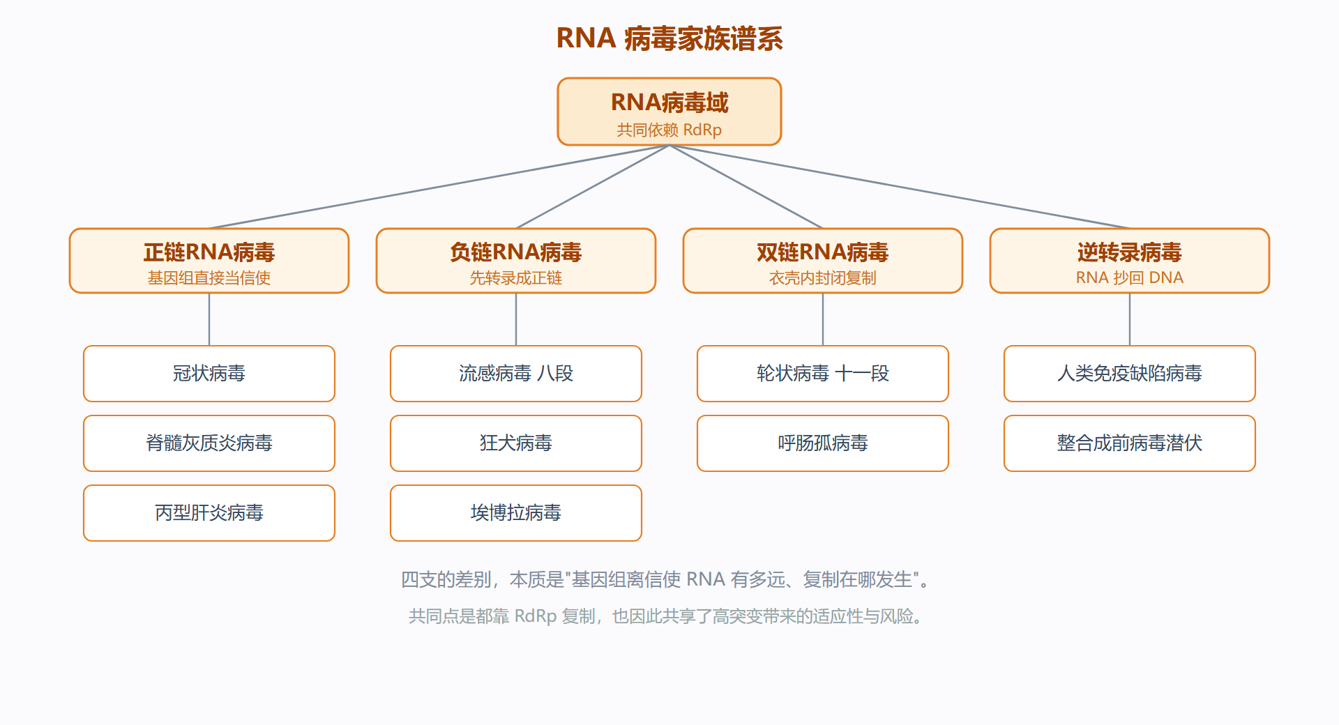 图：RNA 病毒家族谱系