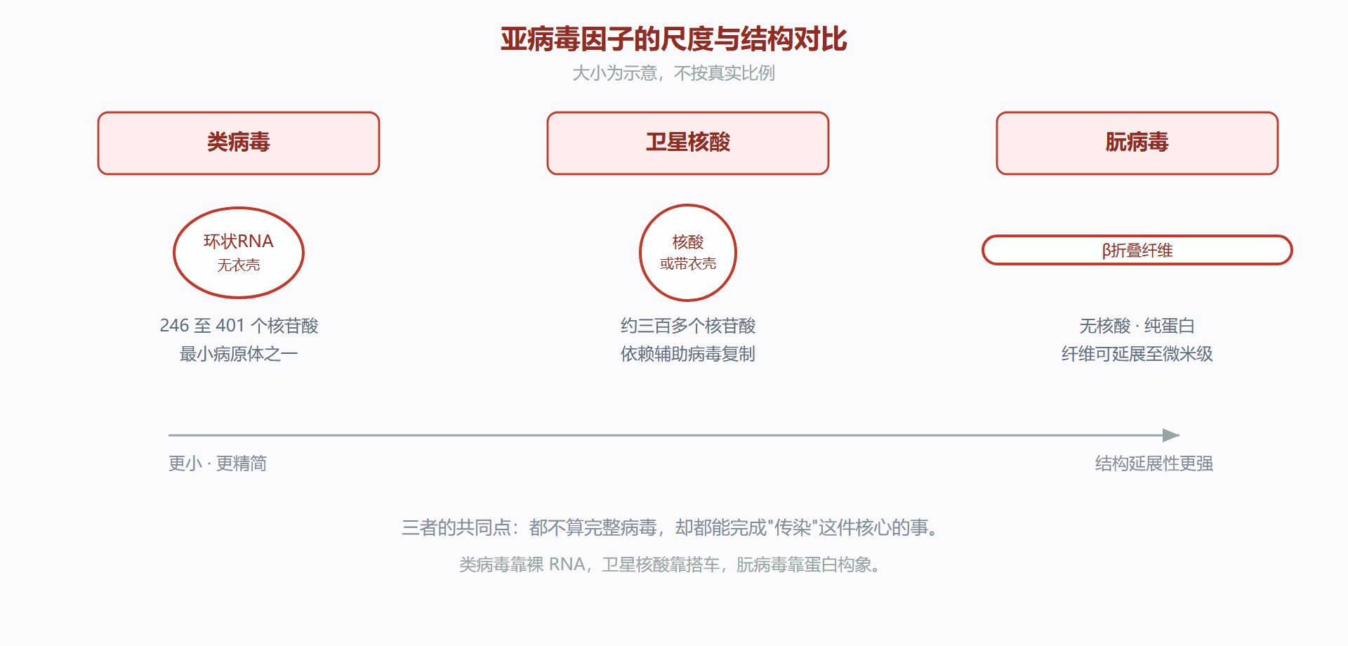图：亚病毒因子尺度对比