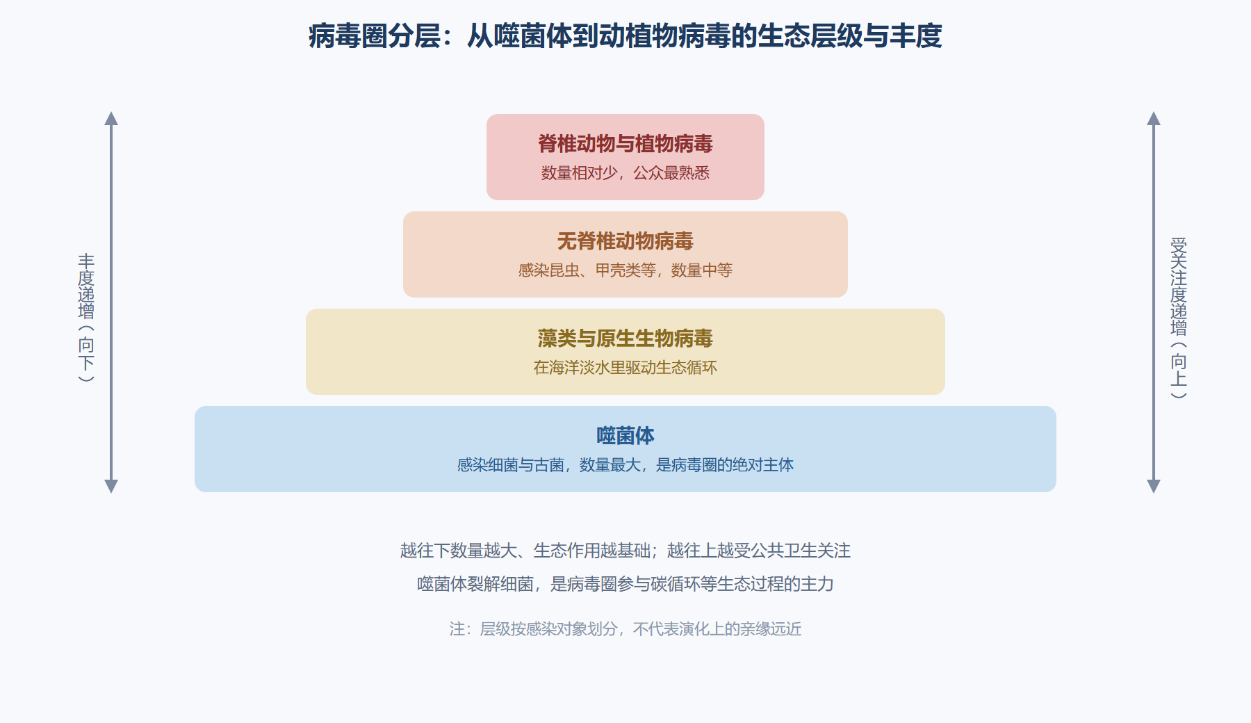 图：病毒圈的分层结构