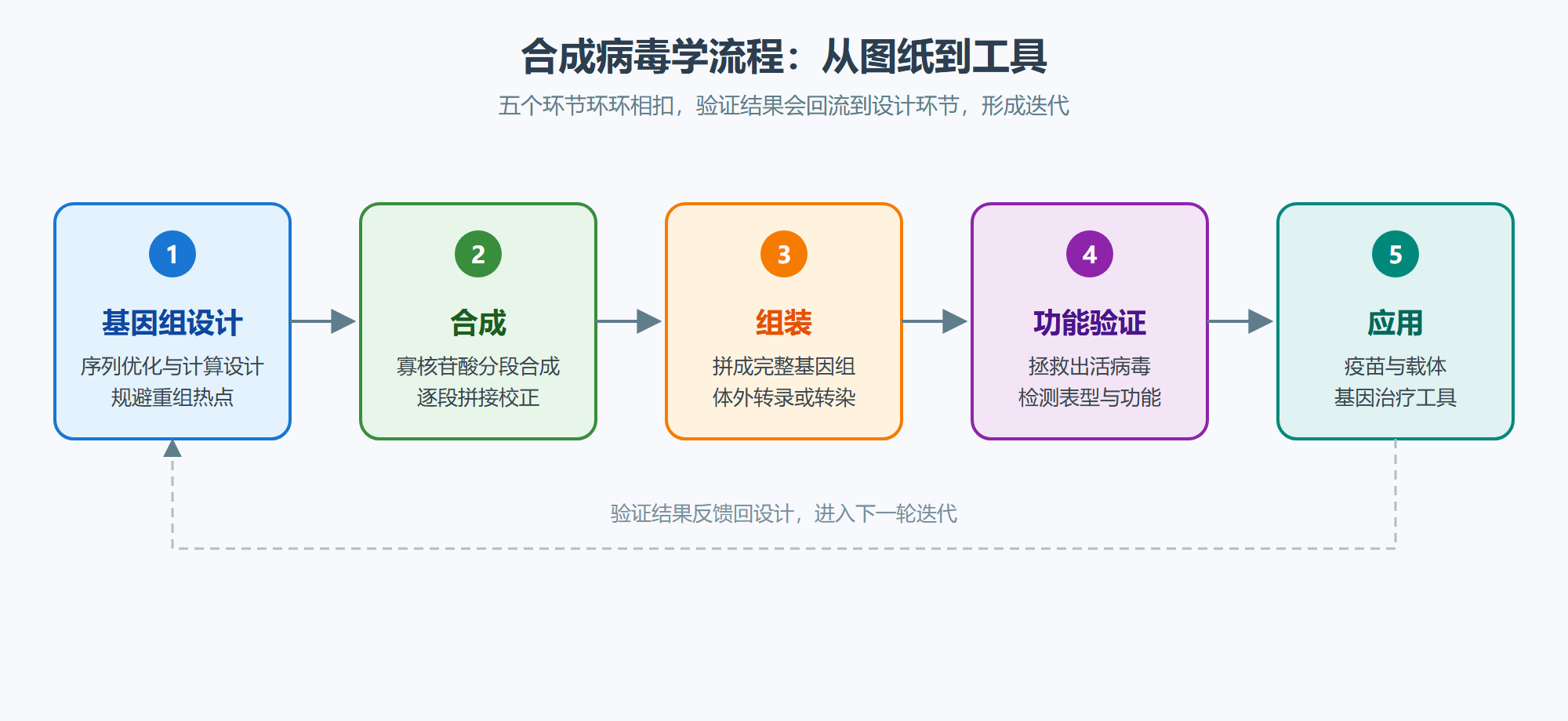 图 合成病毒学流程