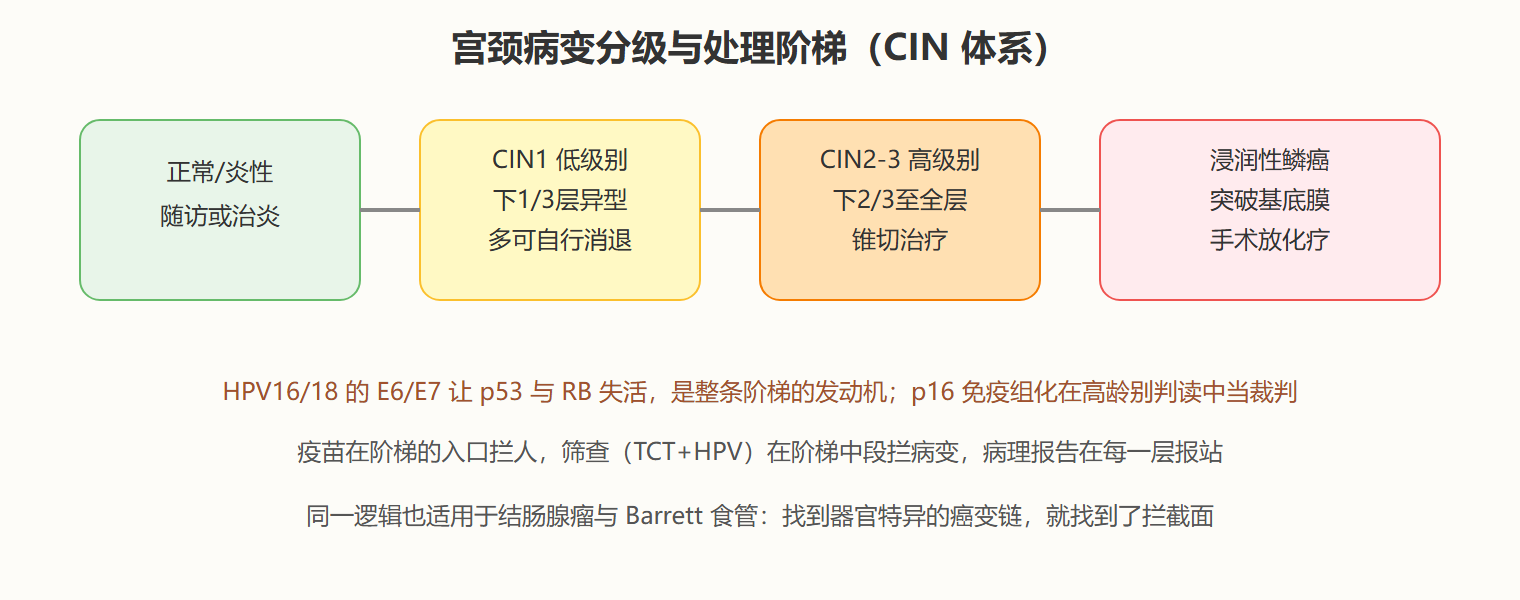 回到卵巢案：定性之外的义务