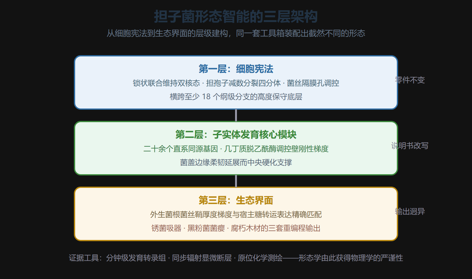 担子菌形态智能的三层架构