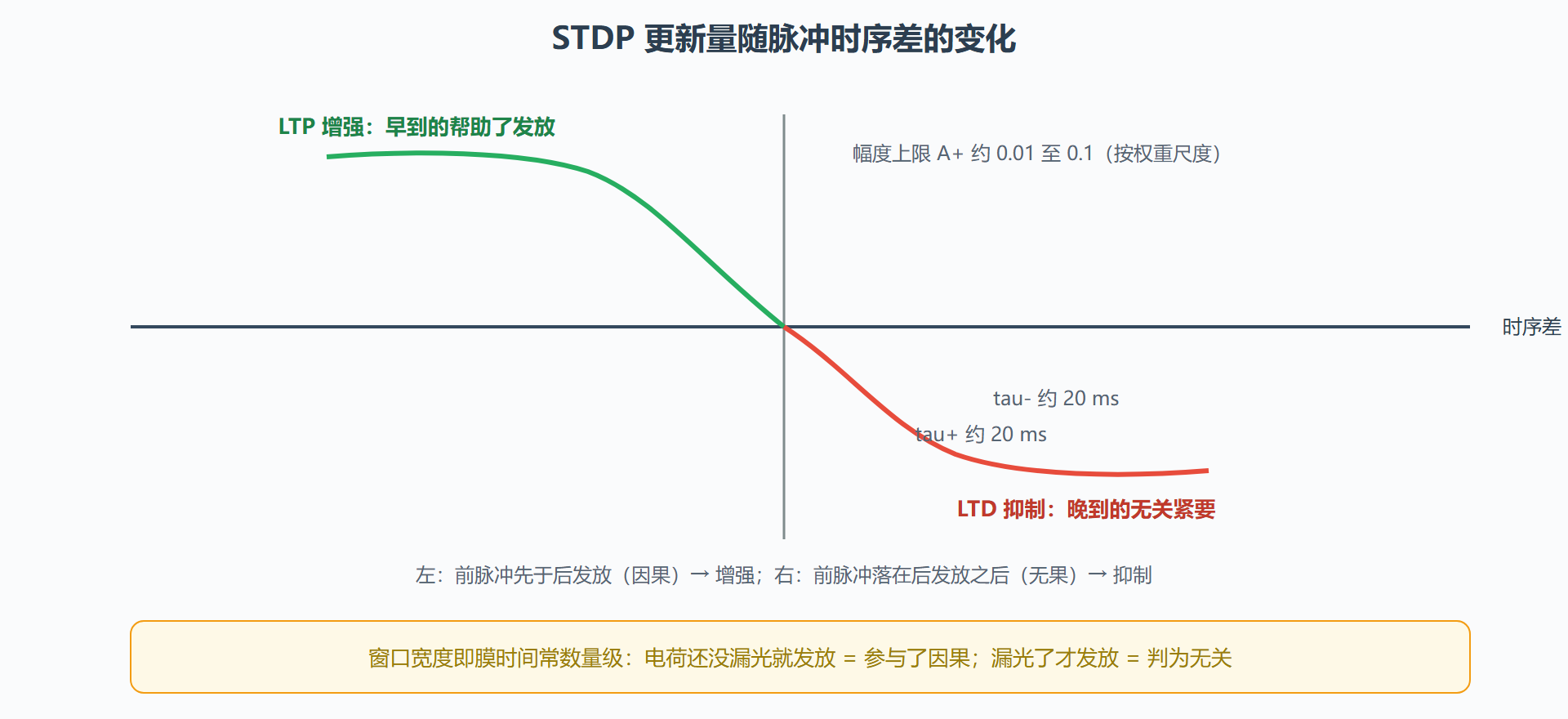 图:STDP 的不对称时间窗——20 毫秒里的因果审判