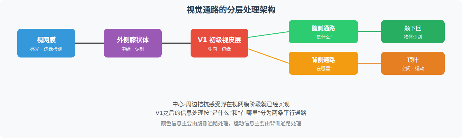 视觉通路