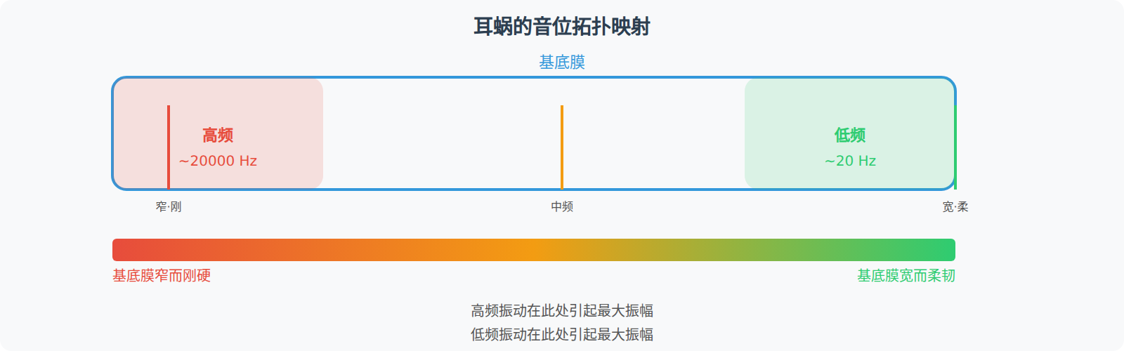 听觉上行通路