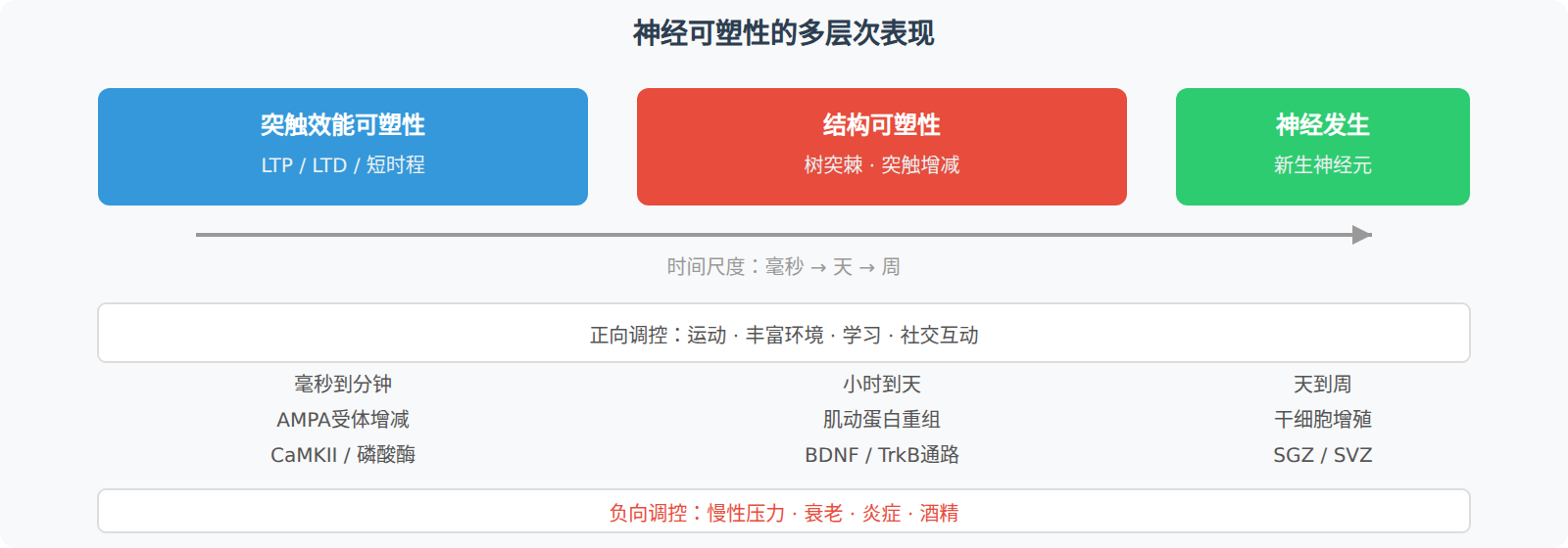 成人神经发生：从"不可再生"到"有限再生"