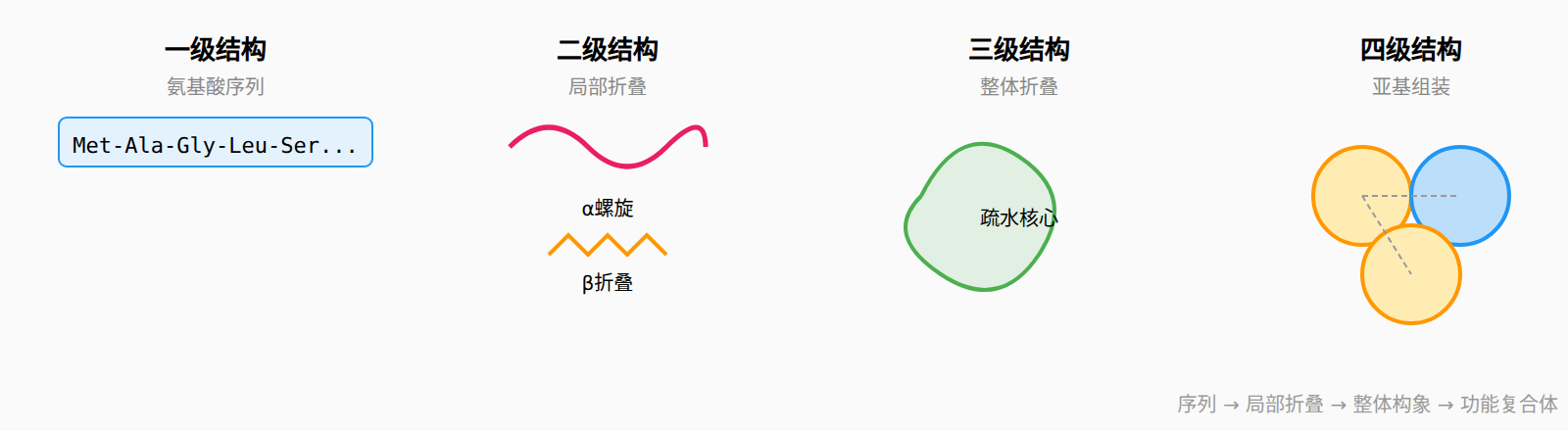 图:蛋白质结构层次示意