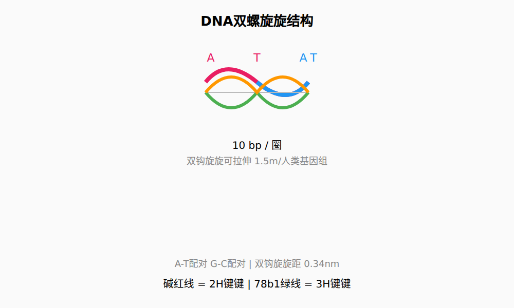 图：DNA双螺旋结构示意