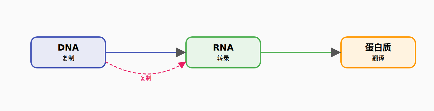 图：中心法则的信息流向