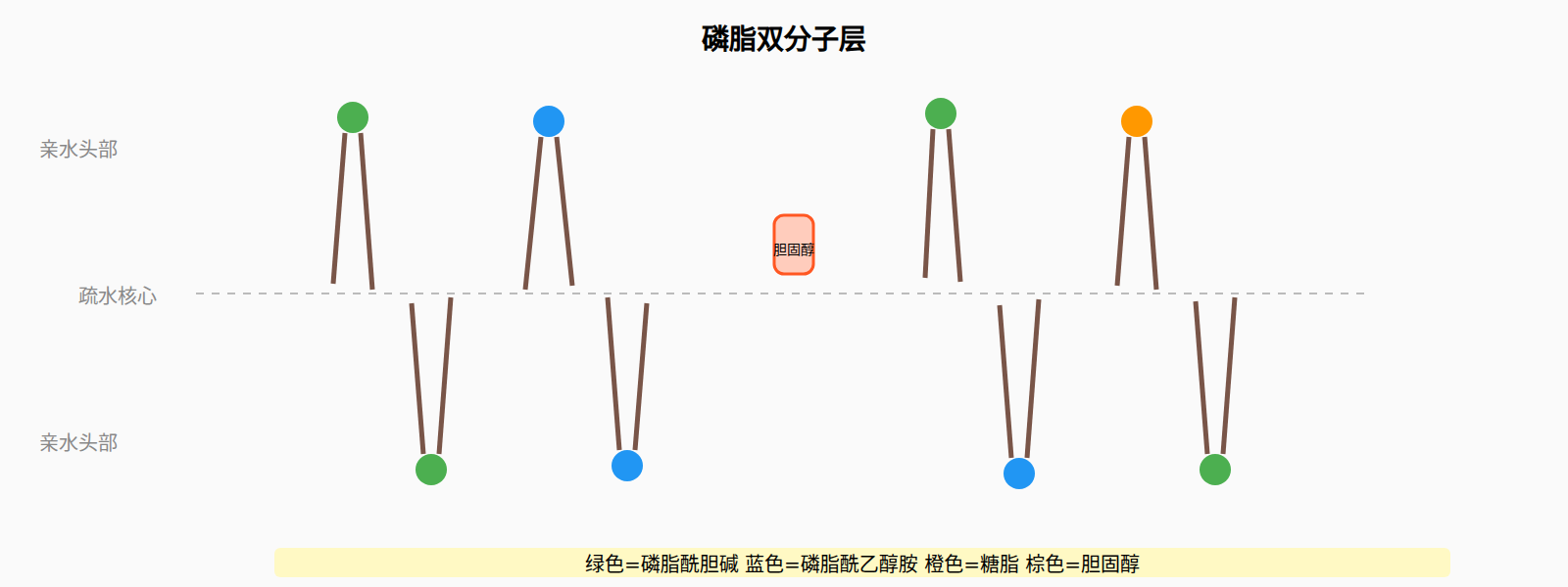 图:磷脂双分子层结构示意