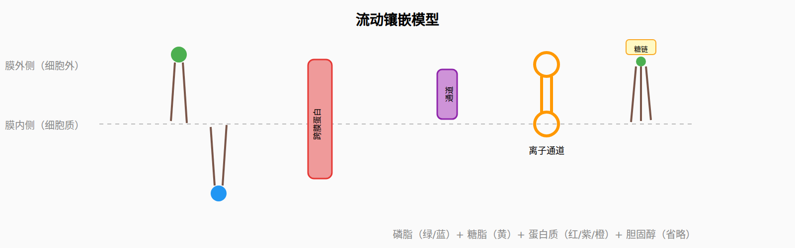 图:流动镶嵌模型结构示意