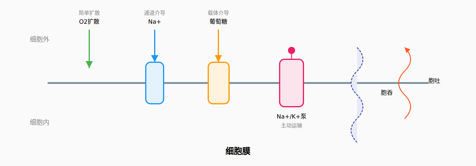 图：物质跨膜运输方式总览