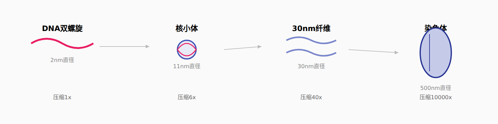 图:染色质多级压缩层次
