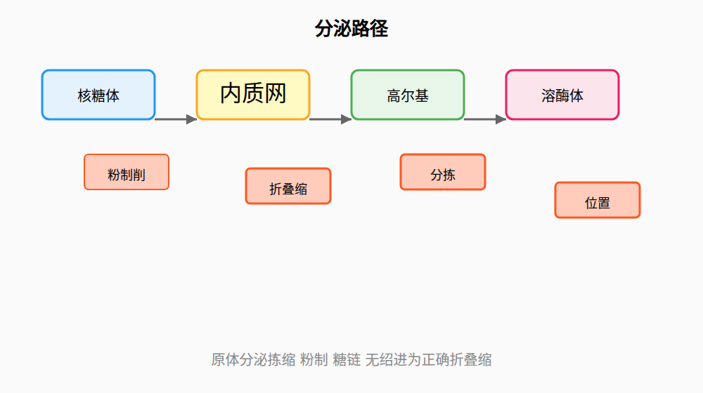 图：分泌路径示意