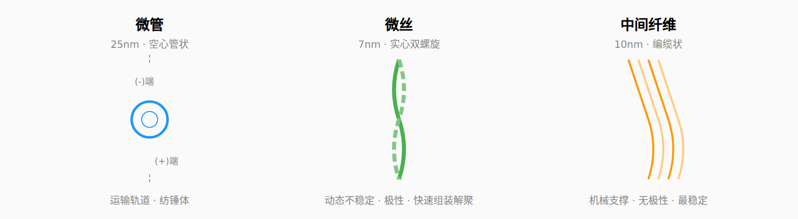 图：三类细胞骨架纤维比较