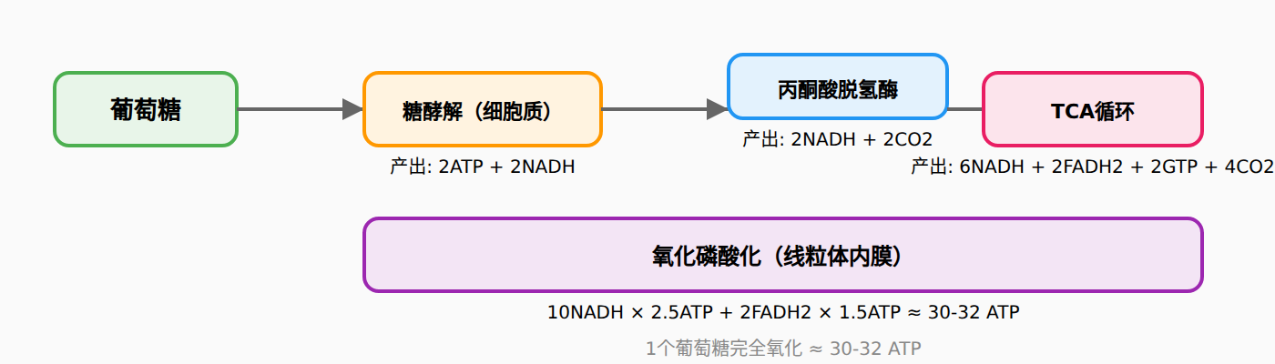 图:葡萄糖完全氧化到CO2和H2O的能量收益