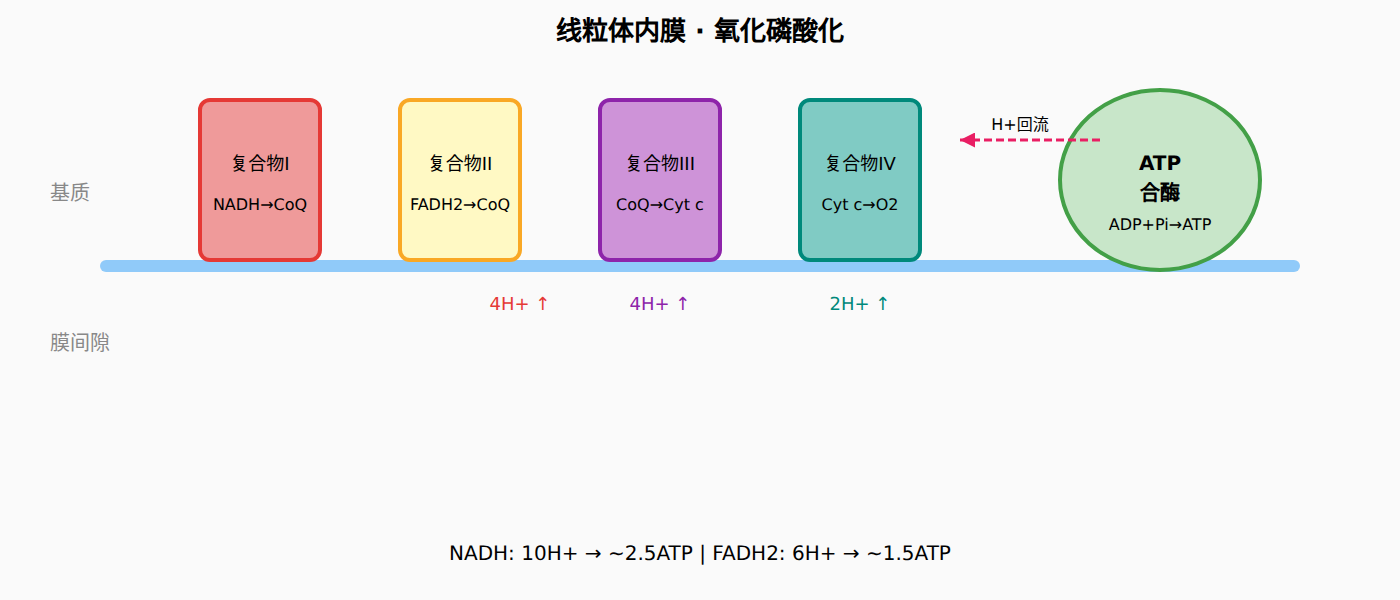 图:氧化磷酸化工作原理