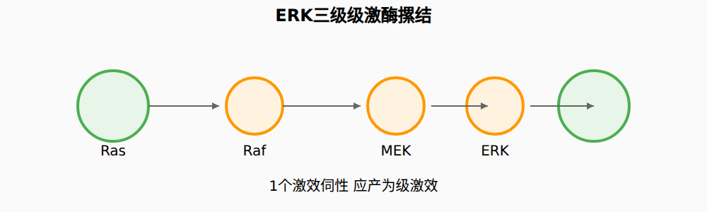 图：ERK三级激酶级联的信号放大