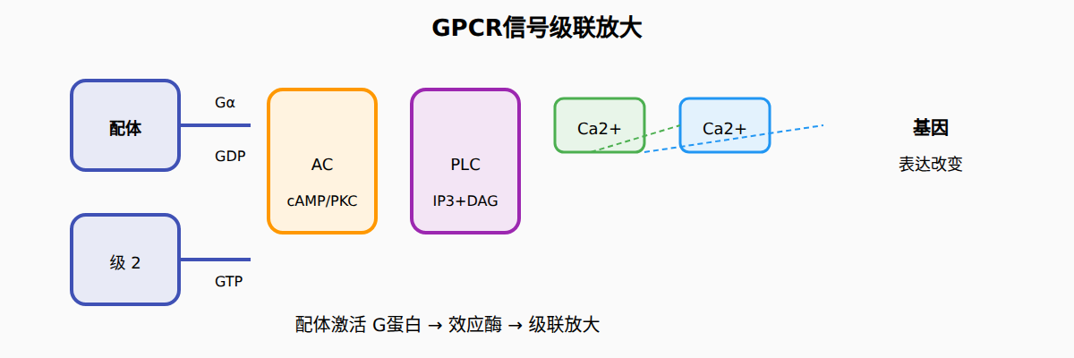 图：GPCR信号转导的级联放大