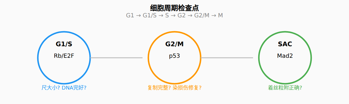 图：细胞周期与检查点