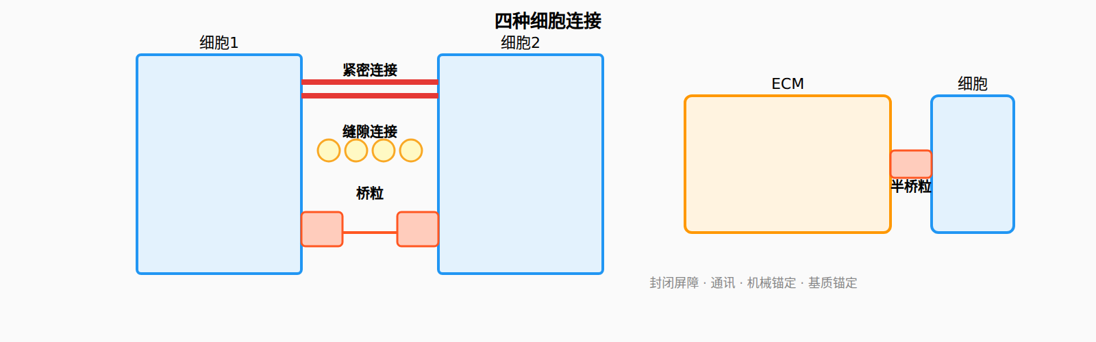 图:四种细胞连接示意