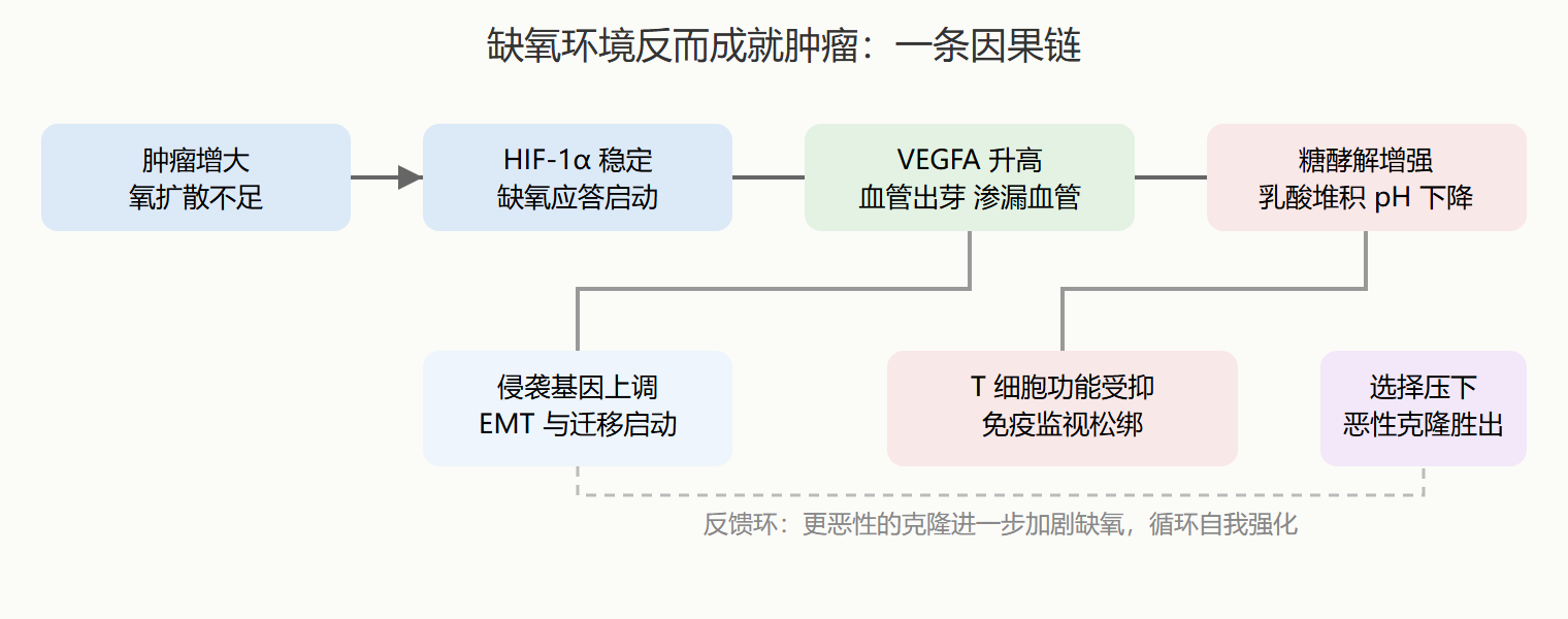 从缺氧到侵袭：因果链一图