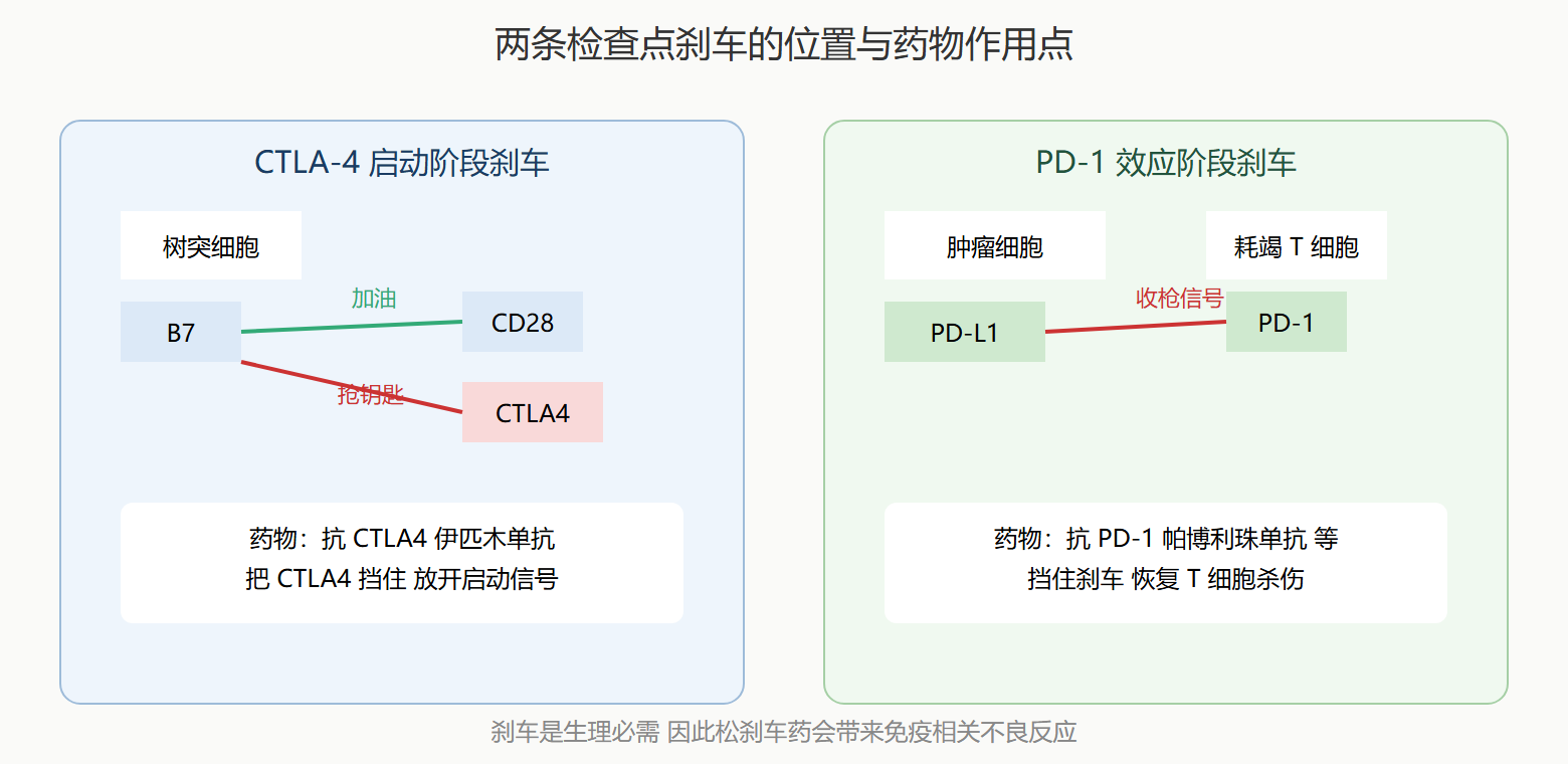 两条检查点通路对照