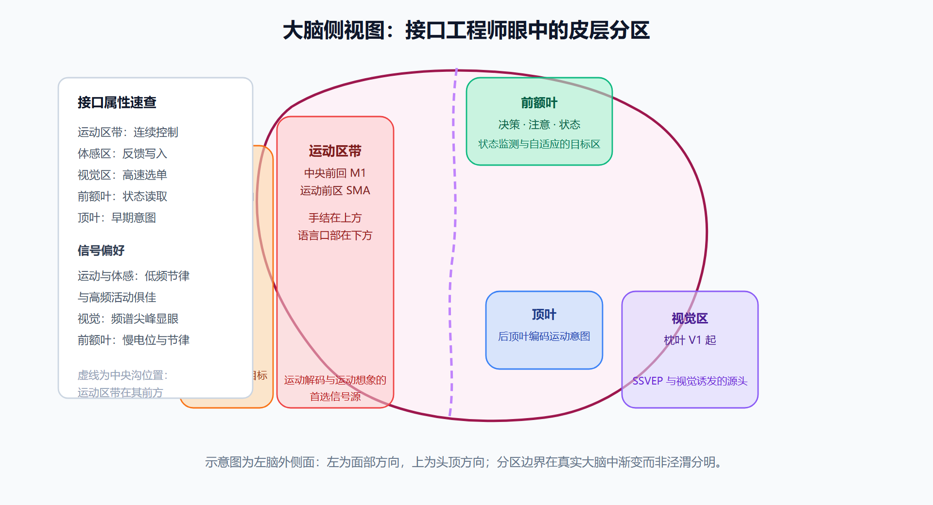 图 2-2:皮层功能区的接口视图