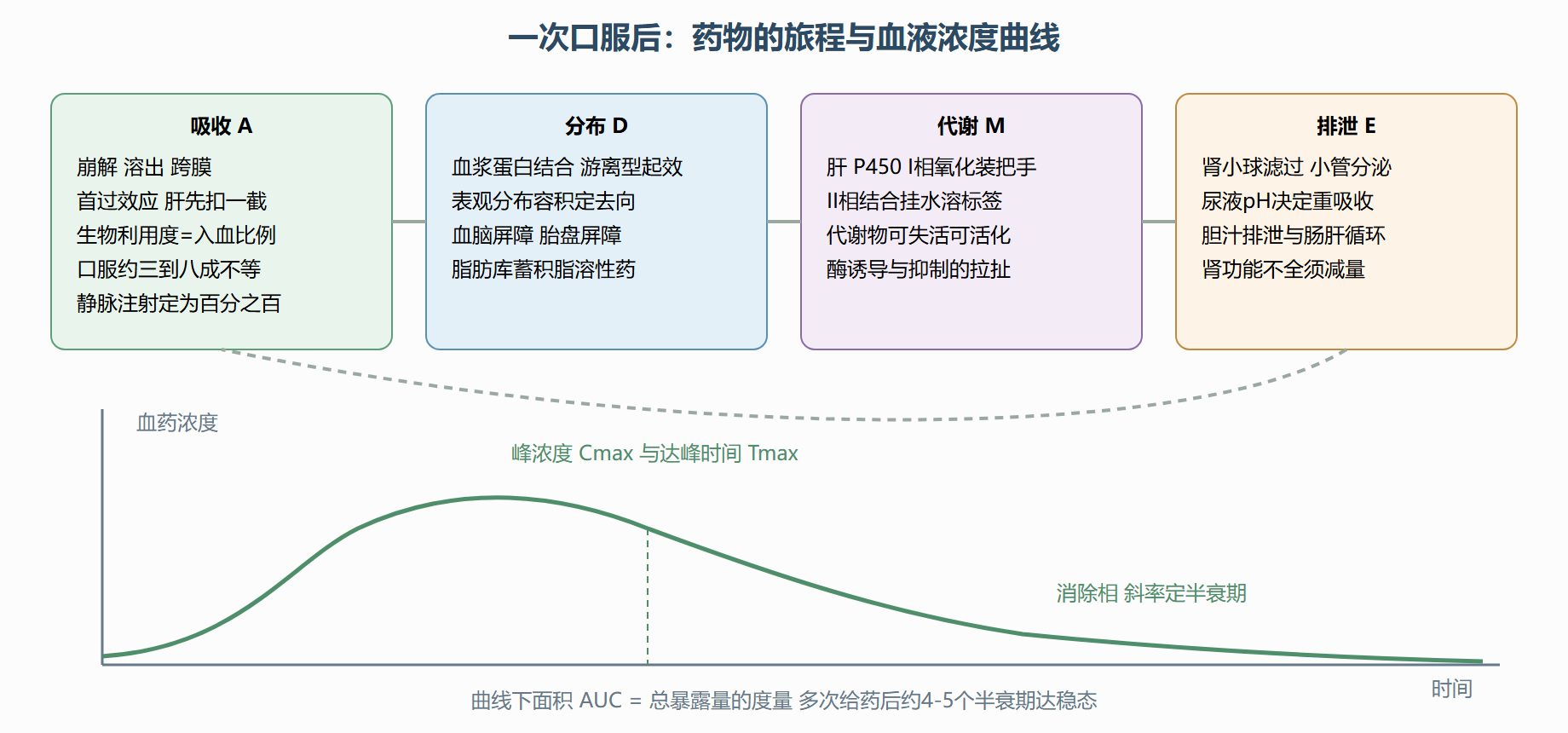 图 3-2 ADME 全景：一次口服后的浓度轨迹
