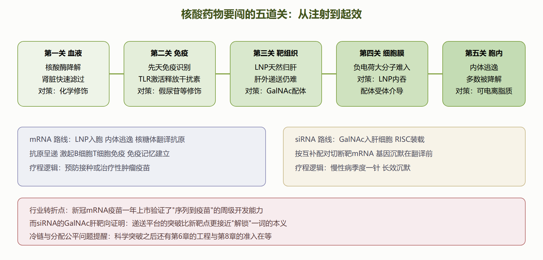 图 9-3 核酸药物的体内旅程与关卡