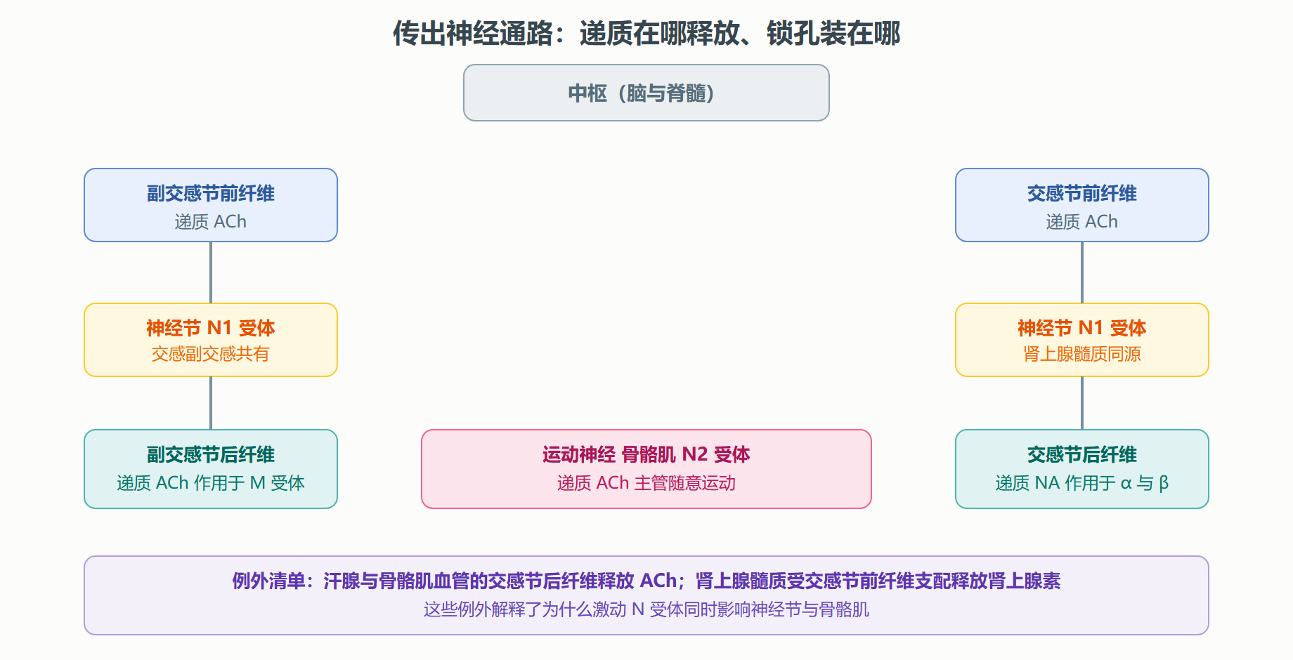 图 2-1 传出神经两大系统的递质与受体分布总览