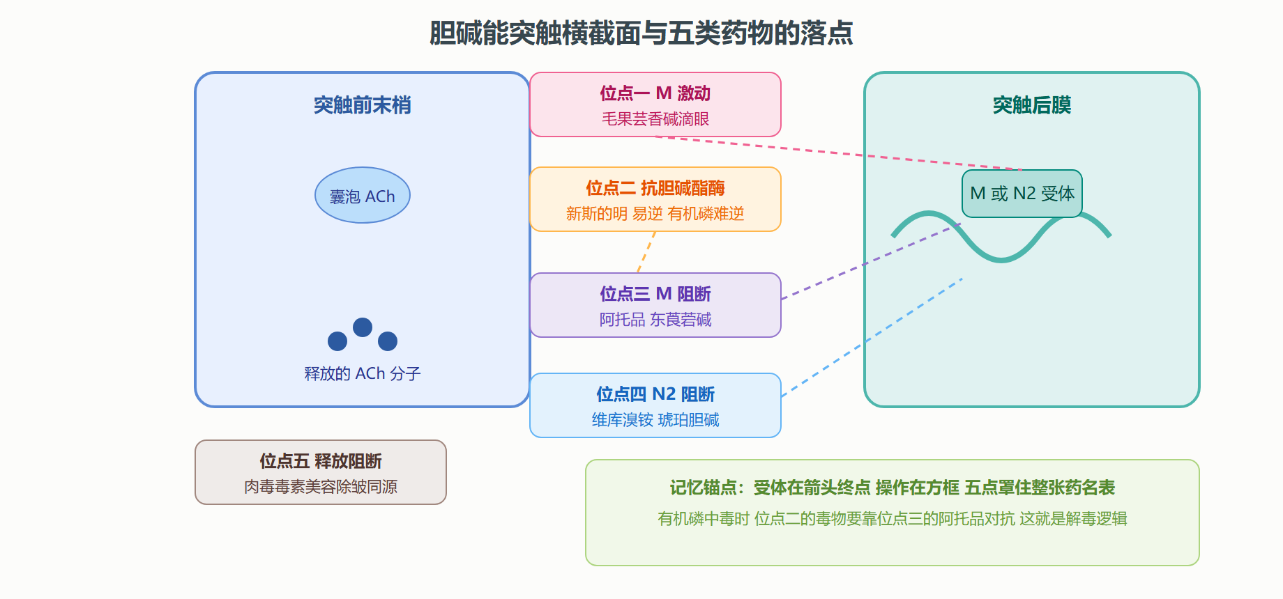 图 2-2 胆碱能突触上的药物作用位点
