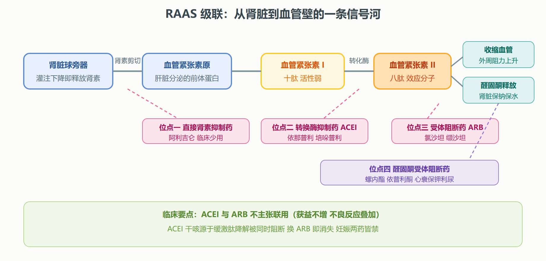 图 3-1 肾素-血管紧张素-醛固酮级联与药物阻断位点