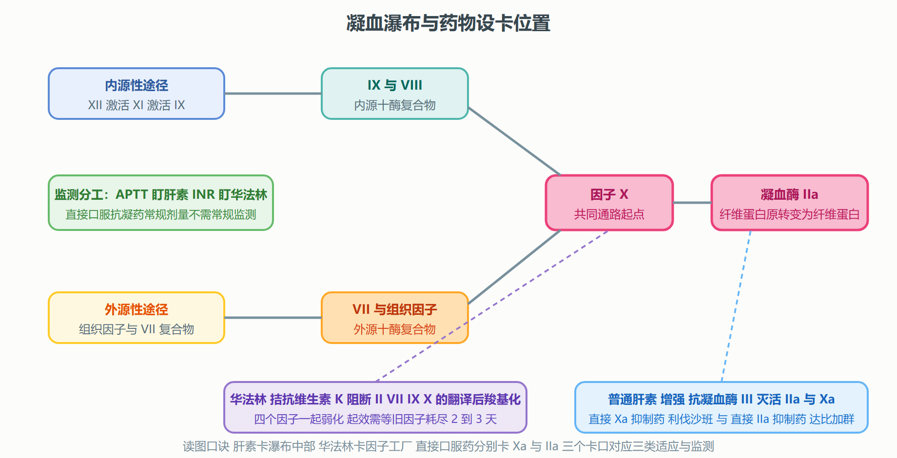图 4-1 凝血级联与抗凝药物的落点