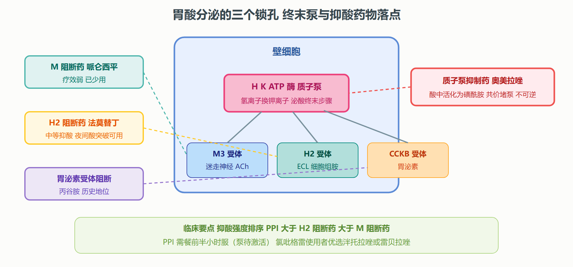 图 4-2 壁细胞泌酸的三个锁孔与药物阻断位点