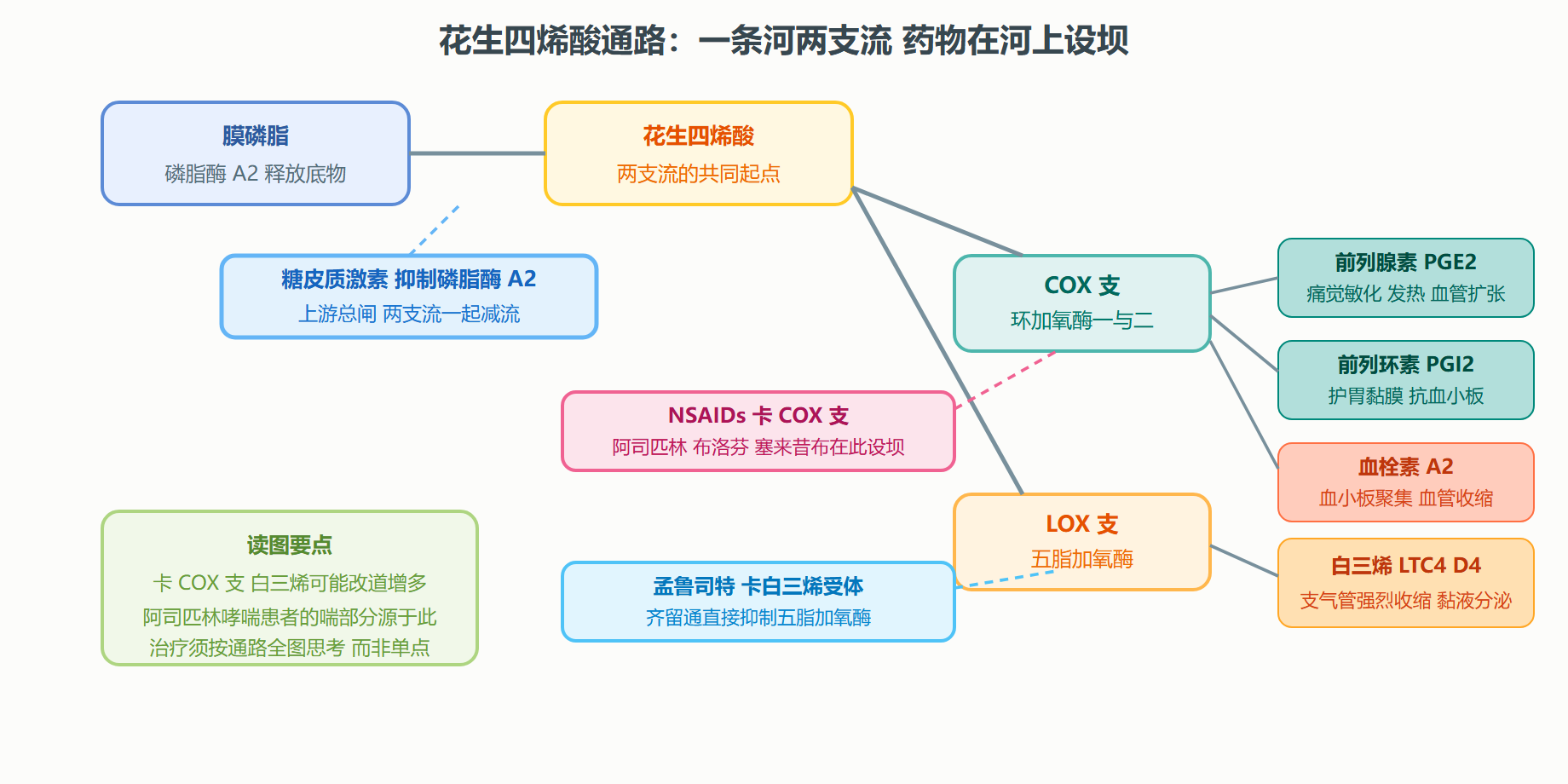 图 4-3 花生四烯酸代谢通路与抗炎药物落点