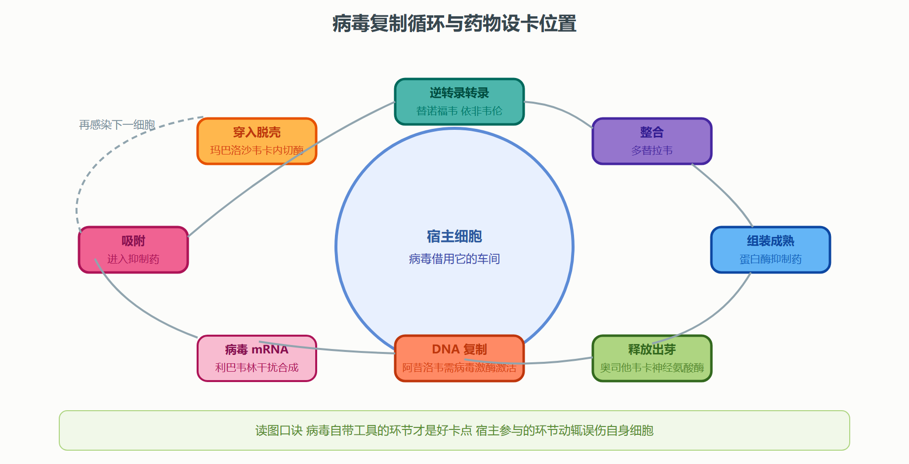 图 6-3 病毒复制周期与抗病毒药物的卡点