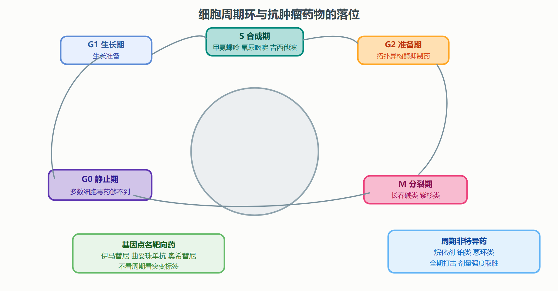 图 6-4 细胞周期与两大谱系抗肿瘤药的布阵