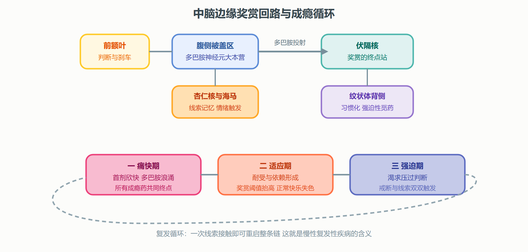 图 7-2 奖赏回路与成瘾的三阶段循环